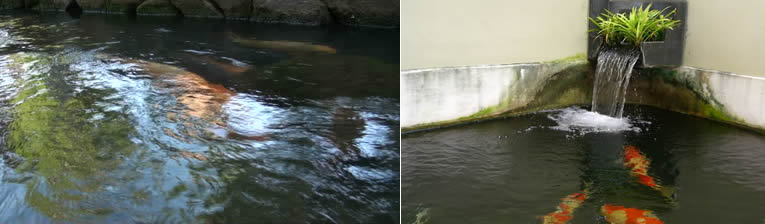 vijverwater in beweging bij koivijvers